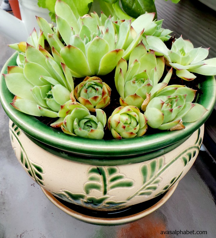 4 Secrets For Successful Succulents - Ava's Alphabet